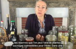 Les réserves d’hiver de plantes sauvages comestibles : les plantes séchées