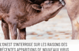 Surprenante épidémie virale des animaux d’élevage : Me Virginie de Araújo-Recchia interroge l’Agence nationale de sécurité sanitaire