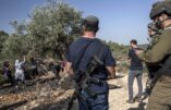 2025 - Violences des colons en Cisjordanie qui détruisent des oliveraies