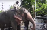 Une belle vidéo sur l’orphelinat de Palayamkottai en Inde où l’apostolat de la FSSPX prend de l’ampleur.