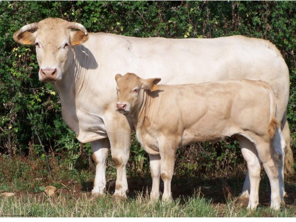 208 vaches Blonde d'Aquitaine menacées d'être abattues en raison d'un cas de dermatose nodulaire