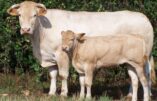 208 vaches Blonde d'Aquitaine menacées d'être abattues en raison d'un cas de dermatose nodulaire