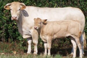 208 vaches Blonde d'Aquitaine menacées d'être abattues en raison d'un cas de dermatose nodulaire