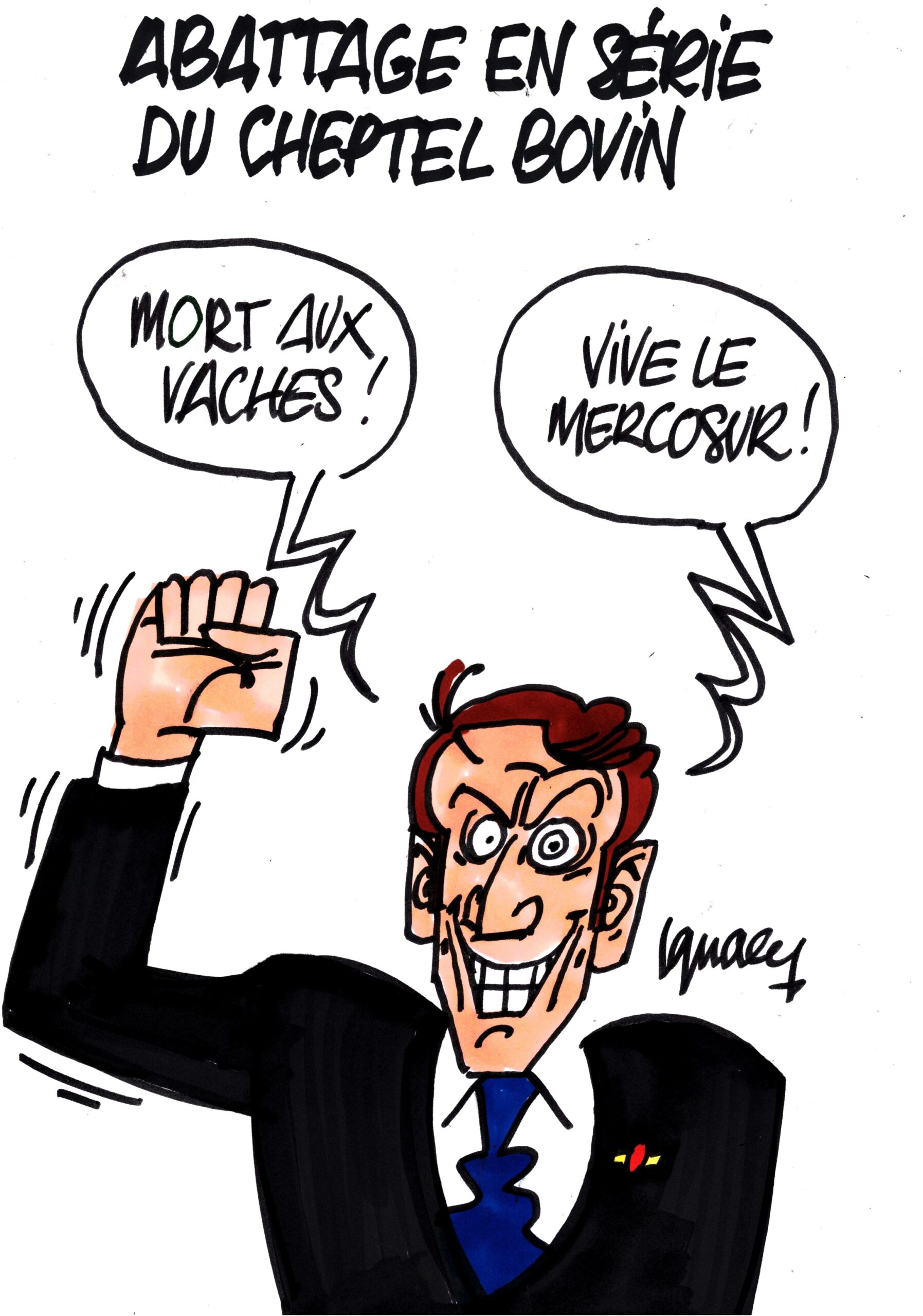 Ignace - Abattage en série du cheptel bovin