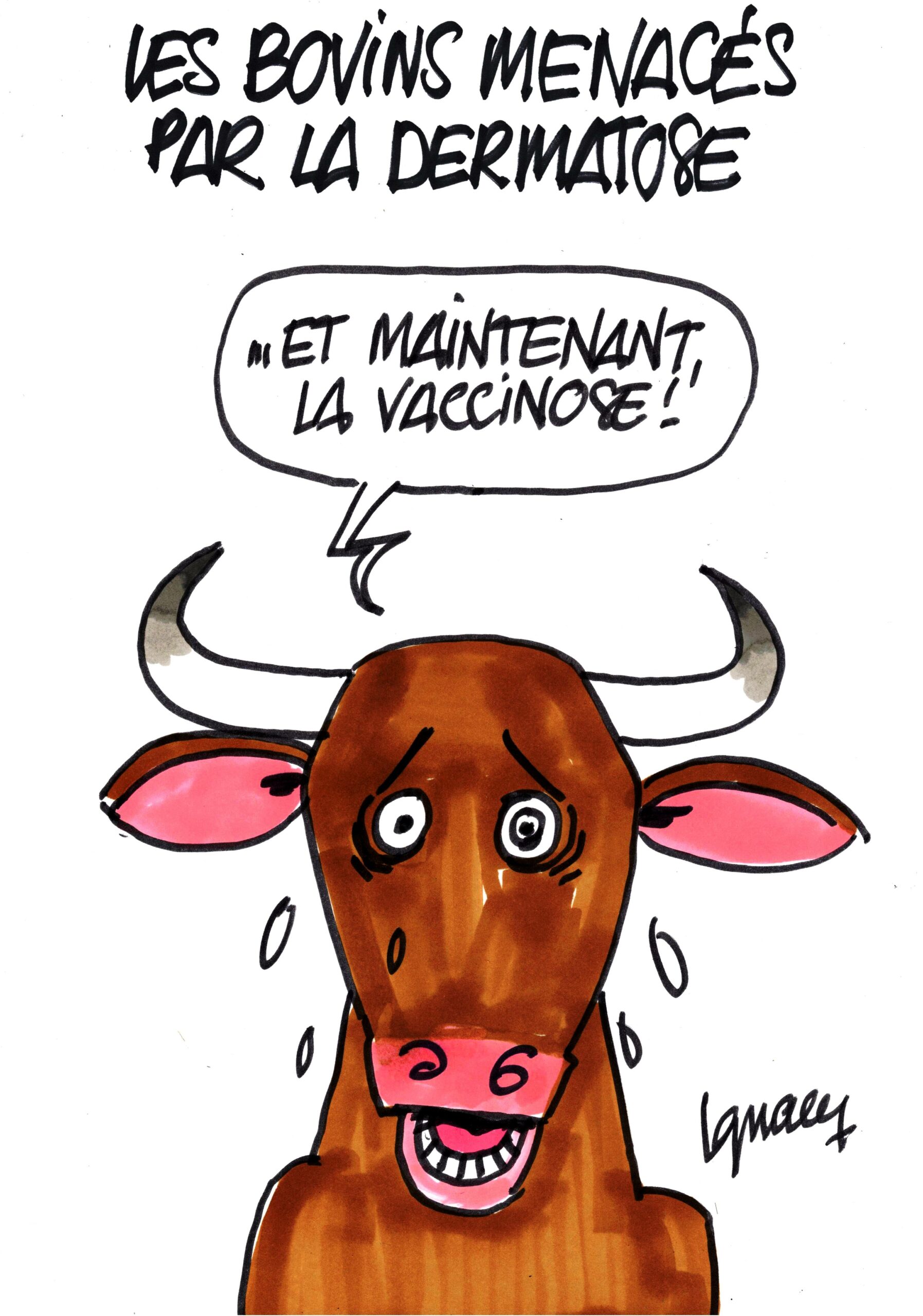 Ignace - Les bovins menacés par la dermatose