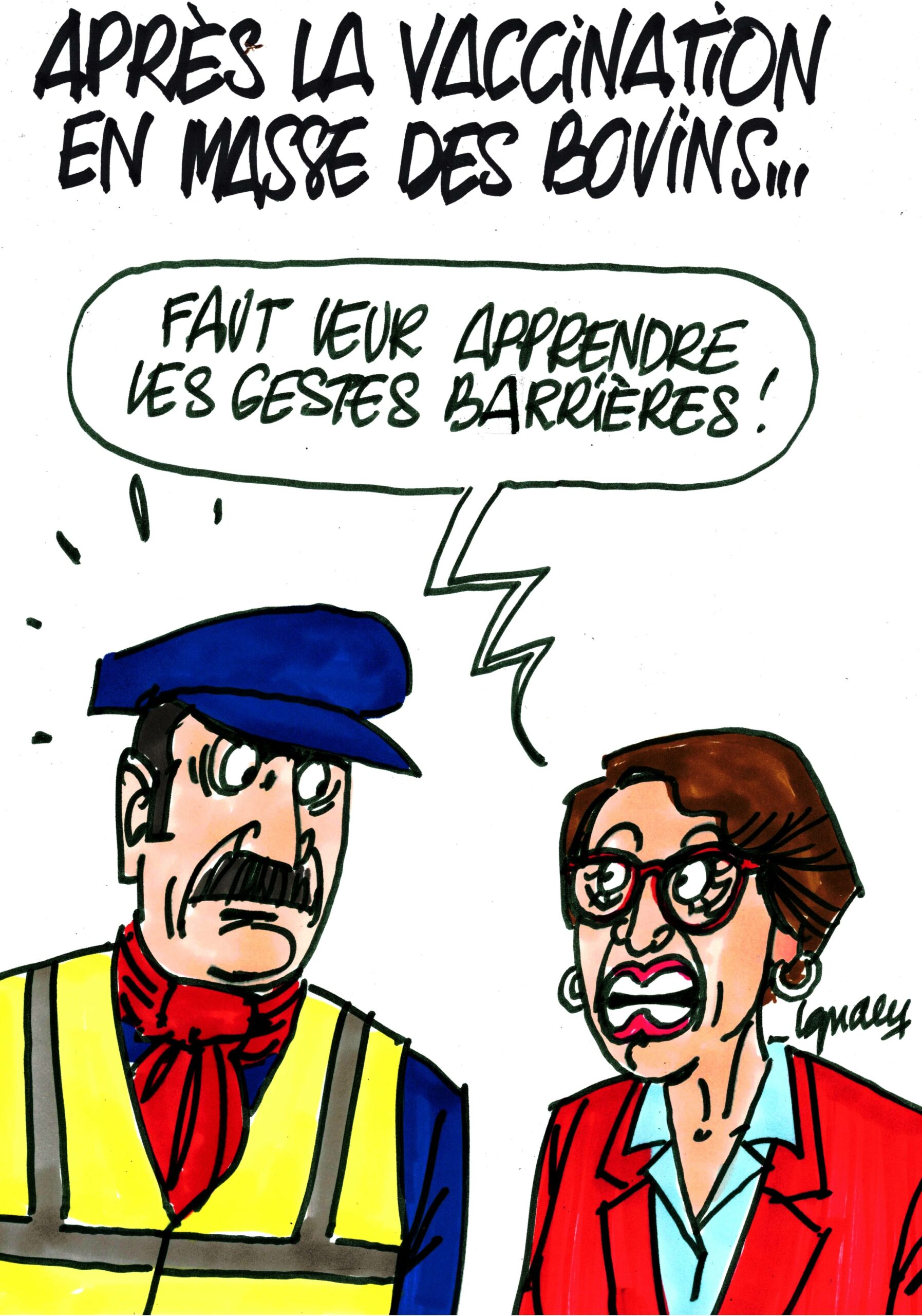 Ignace - Après la vaccination en masse des bovins...